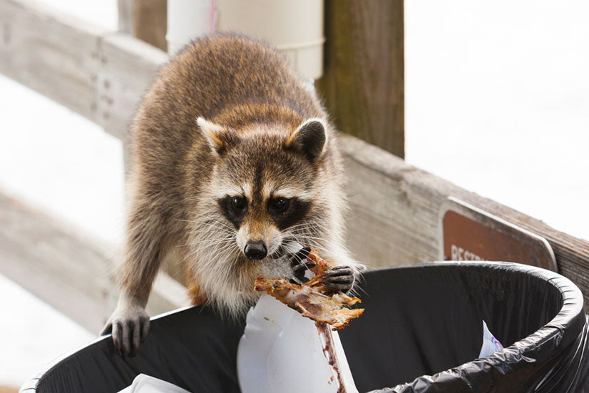 http://www.plasticplace.com/cdn/shop/articles/Raccoon-looking-for-food-in-trash-can_64db8f6e-83d1-448c-a589-2964ab83d009.jpg?v=1658400516